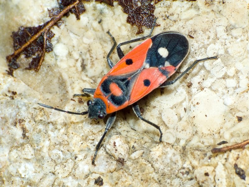 Melanocoryphus albomaculatus (Goeze, 1778)
